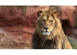 动物,狮子,白狮子,动物园,望着远方623475图片
