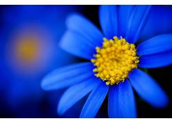 花卉,蓝色的花朵,小插图,壁纸137145图片