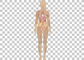 人体解剖器官图女人,身体png剪贴画人,人类,虚构人物,人体解剖学,图片