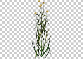 蒲公英植物花卉设计,蒲公英在风中摇曳PNG剪贴画插花,叶,枝,草,植