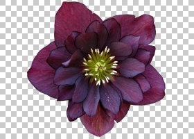 Helleborus niger Helleborus orientalis多年生植物花卉园,紫色P
