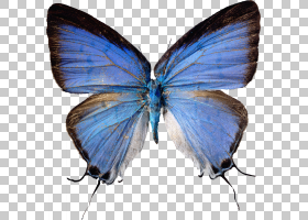 Butterfly Farfel Farfalle,ʥ