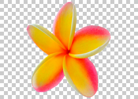 夏威夷花,花瓣,橙色,花,黄色,夏威夷,特写镜头,佛兰尼帕尼,