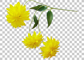 花卉剪贴画背景,金盏花,切花,雏菊家庭,花瓣,蒲公英,植物,花束,软