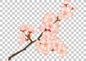 春花,花卉设计,切花,细枝,花瓣,植物,春天,分支,粉红色,花,开花,