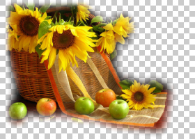 花卉剪贴画背景,素食,花卉,插花,切花,雏菊家庭,水果,花卉设计,黄