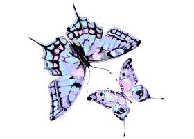 水彩画淡紫色蝴蝶
