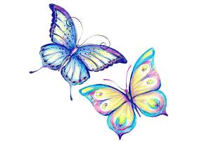 两只美丽的水彩画蝴蝶