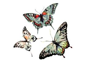 三只美丽的水墨画蝴蝶