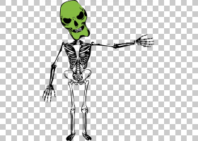 Bone Skeleton Homo sapiens u