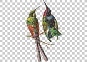PhotoScape Bird GIMP,PNG