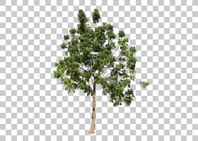 Trichilia emetica Twig Tree