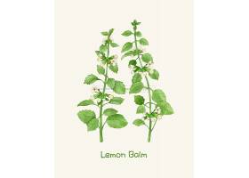手绘清新绿色植物植株品种展示海报设计