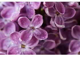 清新的紫丁香花