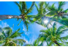 仰望热带阳光椰树
