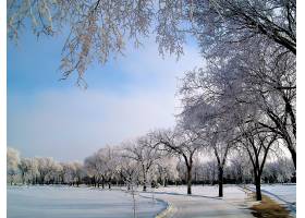 公园 小路 工作台 树 冬天的 白色 雪 壁纸 高清壁纸图片下载 图片id 其它壁纸 高清壁纸 素材宝scbao Com