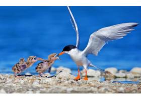 Tern,鸟,海鸟,鸟,海鸥,婴儿,动物,小鸡,吃饭,壁纸,