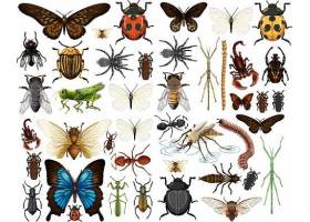 昆虫动物主题插画设计