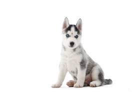 可爱的西伯利亚哈士奇小狗孤立地坐在白色上_950359401