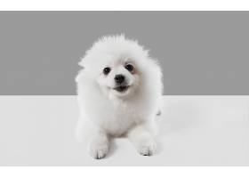 可爱顽皮的白色小狗或宠物在灰色工作室里_1058428701