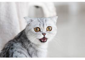 美丽的灰色黄眼睛猫猫站在白色地板上_261278801