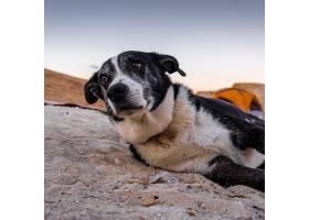 选择性对焦拍摄了一只躺在沙子上的悲伤的狗_1154256101