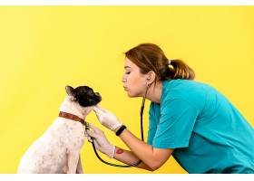 女兽医在黄色墙上观察小狗的正视图_1235035801