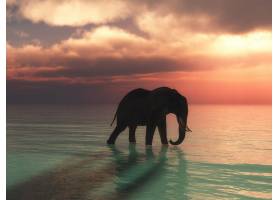 在夕阳天空的映衬下一头大象在海洋中行走_10908239