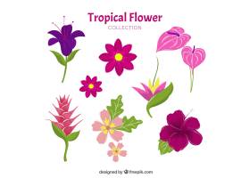 可爱的手绘热带花卉收藏_2719500