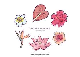 可爱的手绘热带花卉收藏_2700557