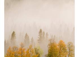 树风景与五颜六色的叶子的在雾盖的森林里_11697880