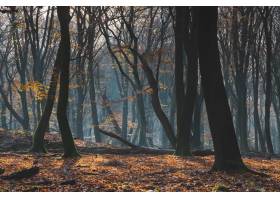 美��的森林在秋天�c五�六色的�L�~子�w【的地面_11063119