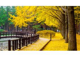 秋天與銀杏樹樹在納米島韓國_11306432