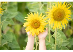 向日葵的晴朗的美好的图片在女性手上种植_13013421