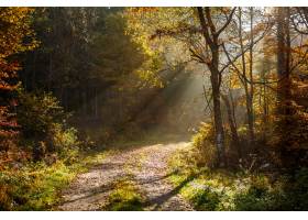 太阳美丽的风景在有很多树的森林里在秋天_16164253