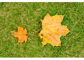 两张干黄色叶子顶视图在地面上在公园_10292322