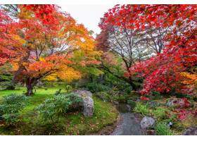 五颜六色的叶子在秋天公园日本_10824548
