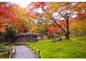 五颜六色的叶子在秋天美丽的公园在日本_10695534