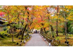 五颜六色的秋叶和步行方式在公园京都在日_10695541