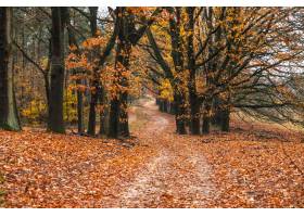 令人惊叹的秋天场景与一条路的路在森林和叶_9077034