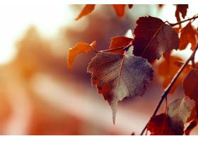 美好的秋叶在秋天红色背景晴朗的日光水平_1284518