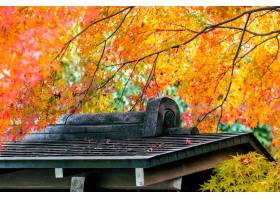 日本秋天季节与建筑屋顶在公园日本_10695549