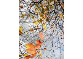 五颜六色的叶子的垂直的图片在树分支的在多_9851648