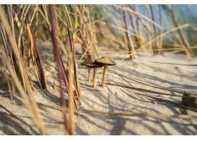 蘑菇特写镜头在草的沙子围拢的草在阳光下_10119395