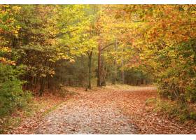 道路的美好的风景通过秋天树在森林里_10860383