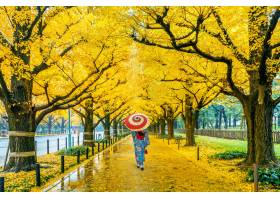 穿日本传统和服的亚裔妇女在黄色银杏树树行_10824436