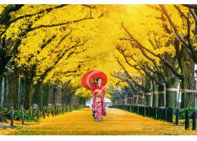 穿日本傳統和服的美麗的女孩在黃色銀杏樹樹_10695420