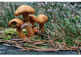 狂放的蘑菇特写镜头在分支和花盖的森林里_12910245