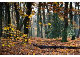 树枝特写镜头在叶子盖的叶子围拢在一个森林_10990978