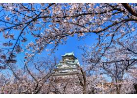 樱花和城堡在大阪日本